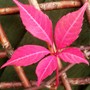 Autumn colour does'nt get much better! (Parthenocissus henryana)