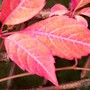 Fantastic colour from my Chinese Virginia Creeper this year! (Parthenocissus henryana)