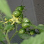 The biggest cluster yet of grape tomatoes. 