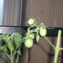 Hanging like tiny bells. 