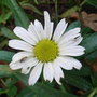 Leucanthemum 'Little Miss Muffet'