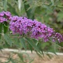 Butterfly bush (Buddleja davidii (Butterfly bush))
