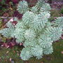 Euphorbia Silver Swan (Euphorbia)
