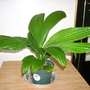 Caludovica palmata 'Jungle Dawn' - Panama Hat Plant 'Jungle Dawn' (Caludovica palmata 'Jungle Dawn' - Panama Hat Plant 'Jungle Dawn')