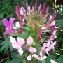 IMGP4185.jpg (Cleome hassleriana (Spider flower))