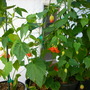 Abutilon 'Tangerine' (Abutilon 'Tangerine')