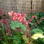 IMGP4267.jpg (Atriplex hortensis (Red orache))
