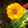 Zinnia elegans (Zinnia)