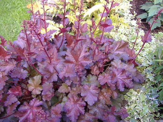heuchera chocolate ruffles (Heuchera micrantha chocolate ruffles)