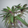 Tradescantia spathacea