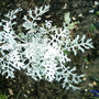 Senecio cineraria