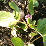 Picture_130