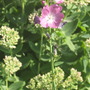 another plant at the arborarium