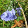 Salvia azurea