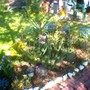 Aubretia at front of bed (Aubretia Aureovariagata)