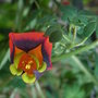 Tropaeolum tricolor