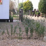 Garden_spring08_005