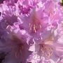 Pink Rhododendron ~ My Garden