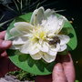 A garden flower photo