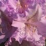 Rhododendron ~ Pink and Gold stamens :-)