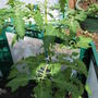 Tomato - Black Cherry (Lycopersicon esculentum)