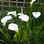 Calla Lily