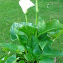 Arum Lily - May 2007 (Zantedeschia aethiopica)
