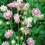 Aquilegia 'Nora Barlow' - May 2007 (Aquilegia vulgaris)