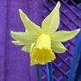 Narcissus cyclamineus