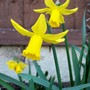 Narcissus cyclamineus (Daffodil)