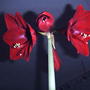 Amarallis is opening (Amaryllis 'Red lion')