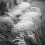 Phragmites