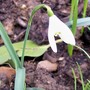 Snowdrop (Galanthus nivalis)