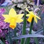 Narcissus cyclamineus (Daffodil)