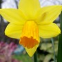 Narcissus cyclamineus (Daffodil)