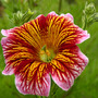 salpiglossis bolero