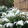 Snowdrops: double and single clumps. (Galanthus elwesii (Snowdrop))