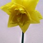 Double Daffs 'Golden Ducat' (Narcissus 'Golden Ducat')