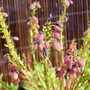 Mahonia fruit (Mahonia japonica (Mahonia))