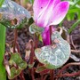 Cyclamen hederifolium