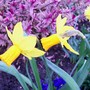 Narcissus cyclamineus (Daffodil)