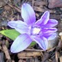 Glory of the Snow - although we have'nt had any this year! (Chionodoxa luciliae (Glory of the snow))