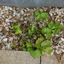 Ground elder with glyphosate weed killer (2) (Aegopodium podagraria)