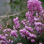 Erica x Darleyensis "Furzey" heather (Erica x darleyensis)