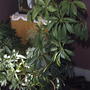 Schefflera  (Schefflera arboricola compacta)