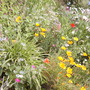 A snap of my 'island' bed in about May/June 2007
