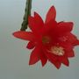 Orchid cactus...epiphyllum.