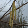 Corylus avellana 'Aurea'