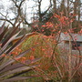 Acer (Acer palmatum (Japanese maple))
