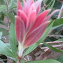 Bottlebrush 